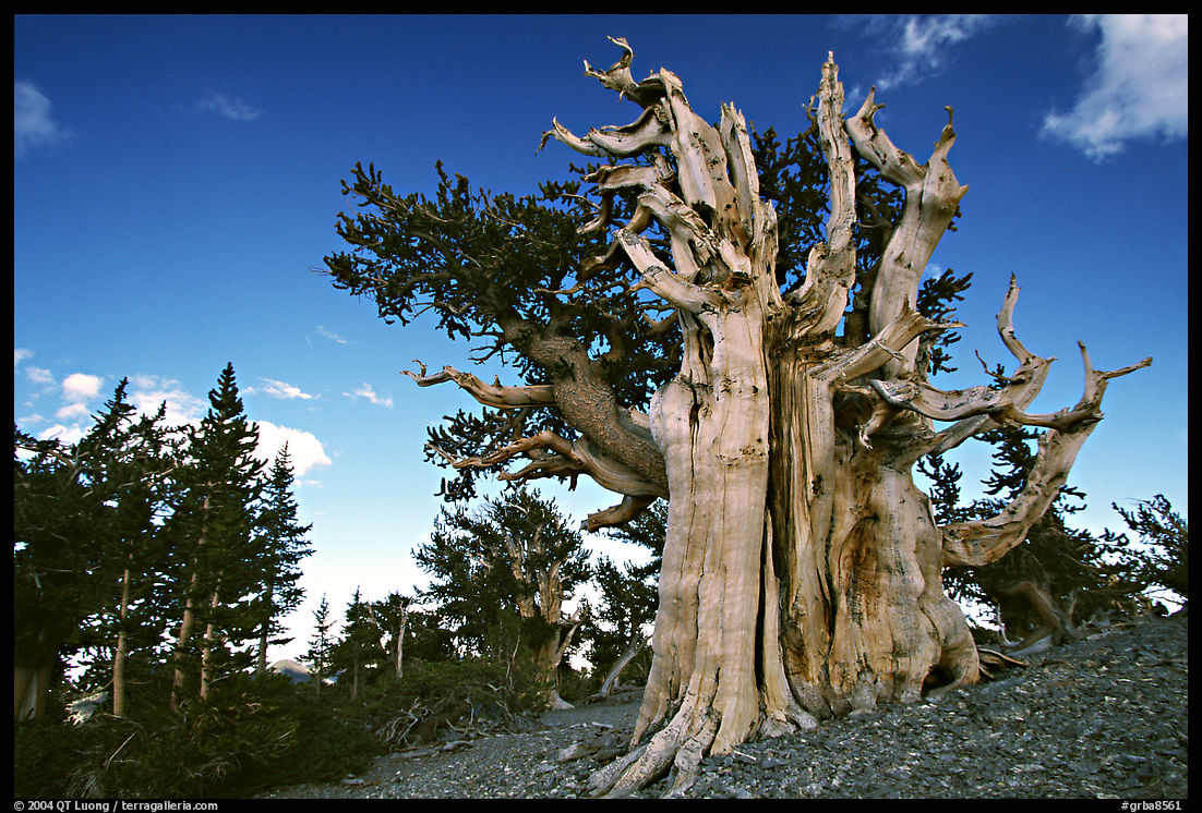 Old Bristlecone pine tree. Great Basin  National Park, Nevada, USA.