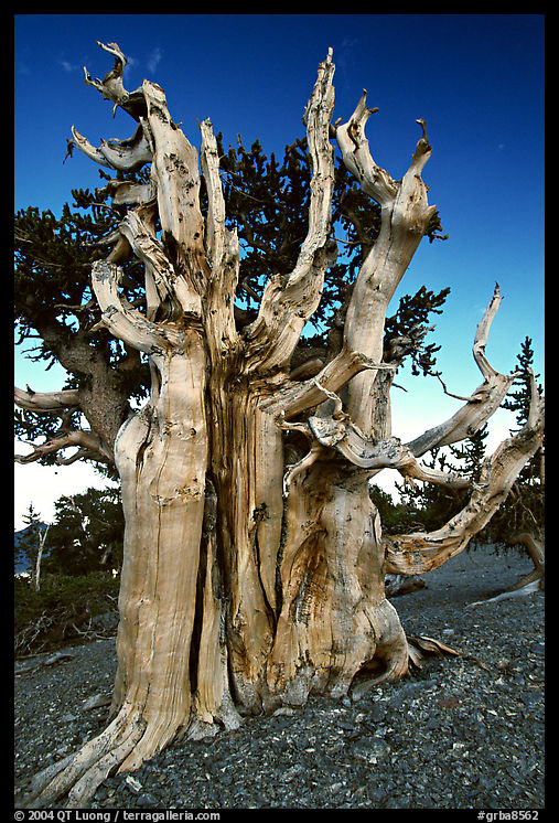 Ancient Bristlecone pine tree. Great Basin  National Park, Nevada, USA.
