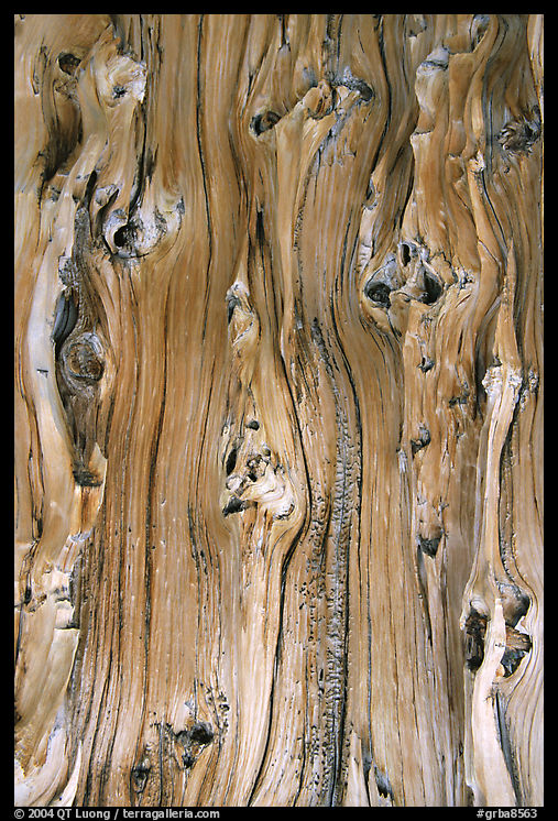 Detail of trunk of Bristlecone pine tree. Great Basin  National Park, Nevada, USA.