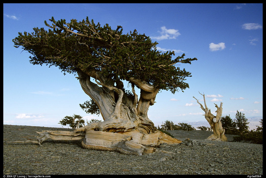 Twisted small Bristlecone pine tree. Great Basin  National Park, Nevada, USA.