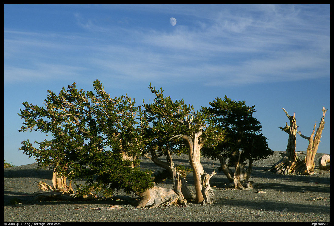 Bristlecone Pine trees and moon, late afternoon. Great Basin  National Park, Nevada, USA.