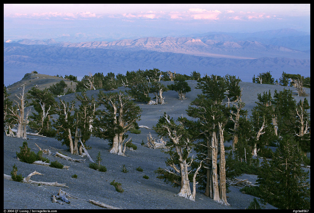 Bristlecone Pine trees grove, sunset. Great Basin  National Park, Nevada, USA.