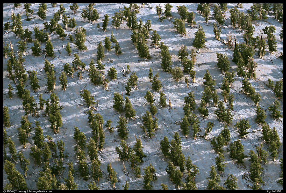 Grove of Bristlecone Pines on hillside near Mt Washington, morning. Great Basin  National Park, Nevada, USA.