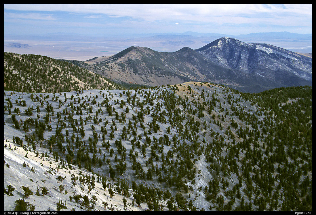 Mountains covered with Bristlecone Pines near Mt Washington, morning. Great Basin  National Park, Nevada, USA.