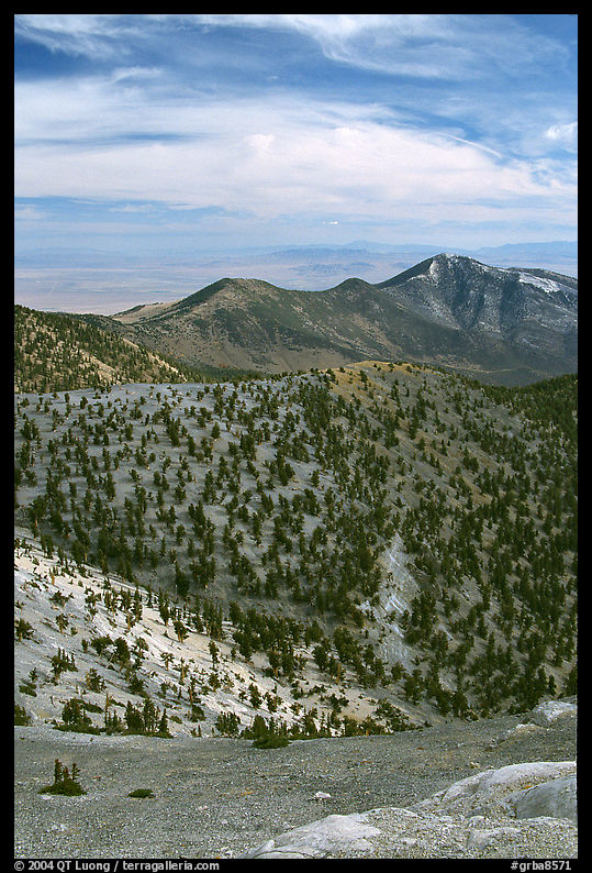 Slopes covered with Bristlecone Pine trees seen from Mt Washington, morning. Great Basin  National Park, Nevada, USA.