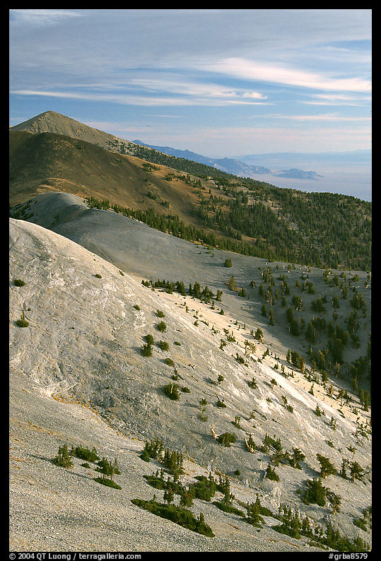 Bristlecone Pine trees and multi-hued peaks, Snake range seen from Mt Washington, morning. Great Basin  National Park, Nevada, USA.