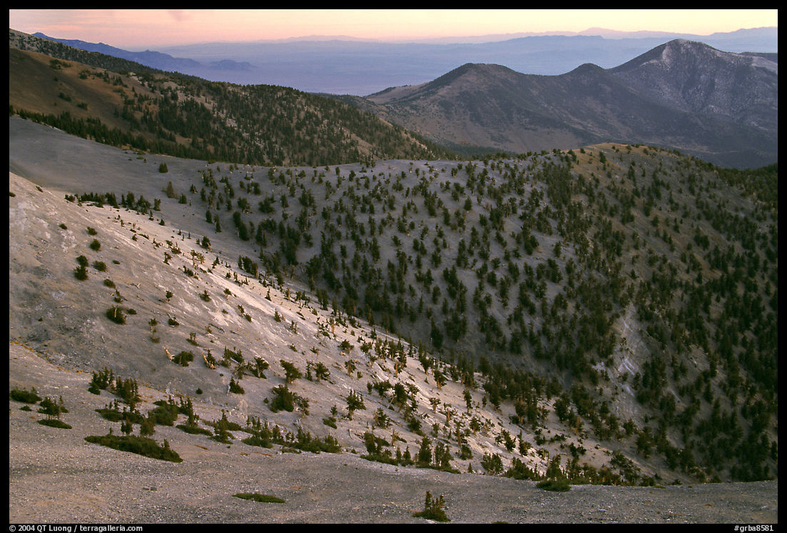 Slopes covered with Bristlecone Pines seen from Mt Washington, dawn. Great Basin  National Park, Nevada, USA.