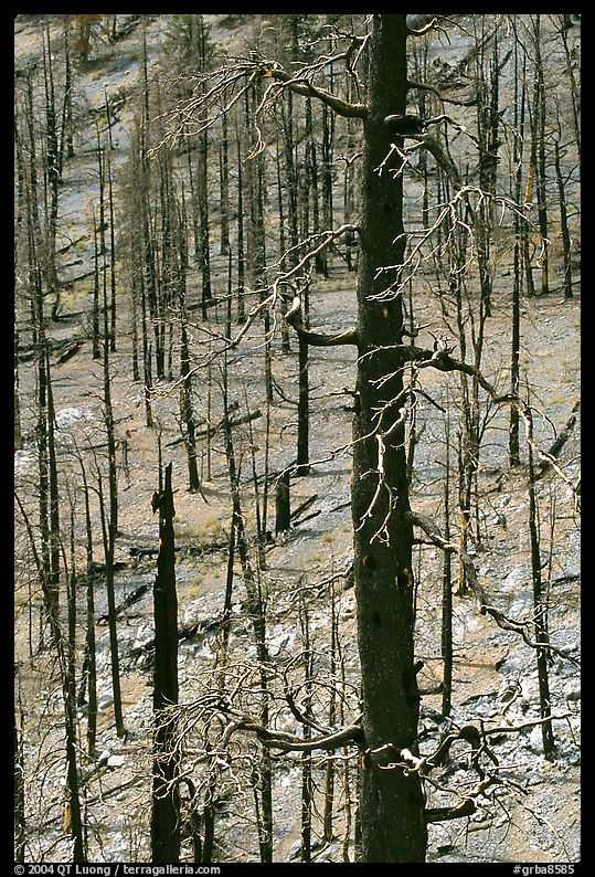 Burned Forest. Great Basin  National Park, Nevada, USA.