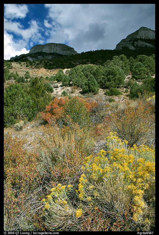 Sage in bloom and Snake Range. Great Basin  National Park