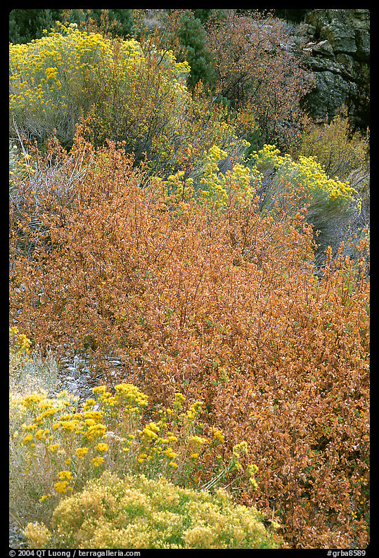 Sagebrush in bloom. Great Basin  National Park, Nevada, USA.