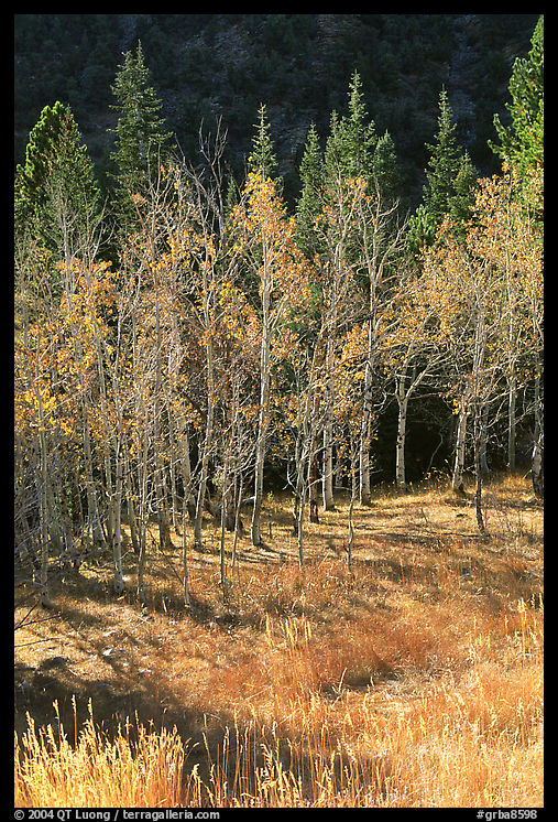 Aspens in fall color. Great Basin  National Park, Nevada, USA.