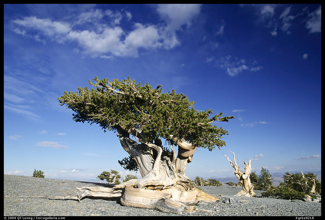 Twisted Bristlecone pine tree with Bonsai shape. Great Basin  National Park, Nevada, USA.