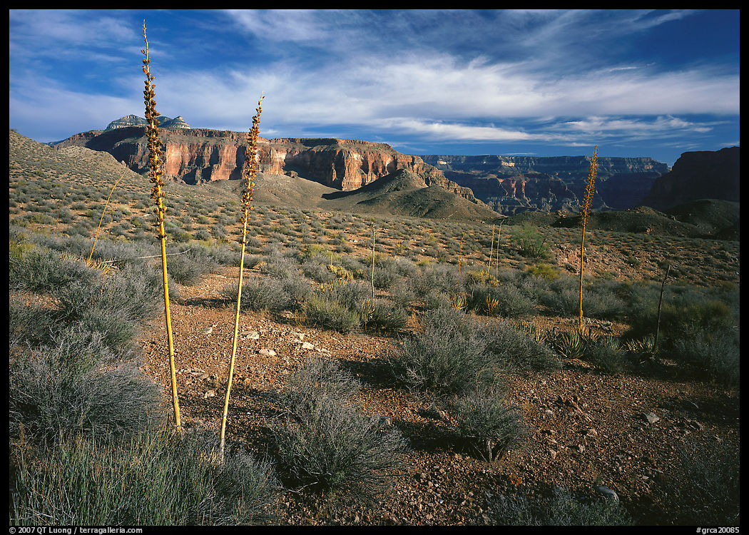Agave flower skeletons and mesas in Surprise Valley. Grand Canyon  National Park, Arizona, USA.