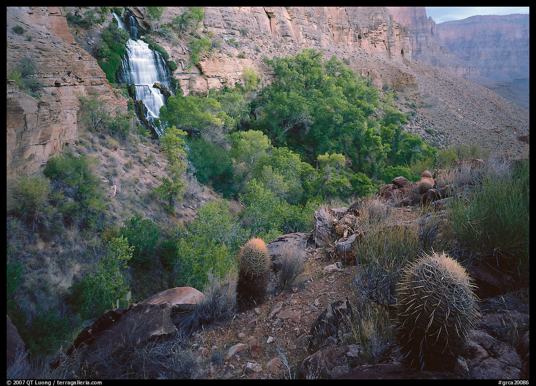 Barrel cacti and Thunder Spring, early morning. Grand Canyon  National Park, Arizona, USA.