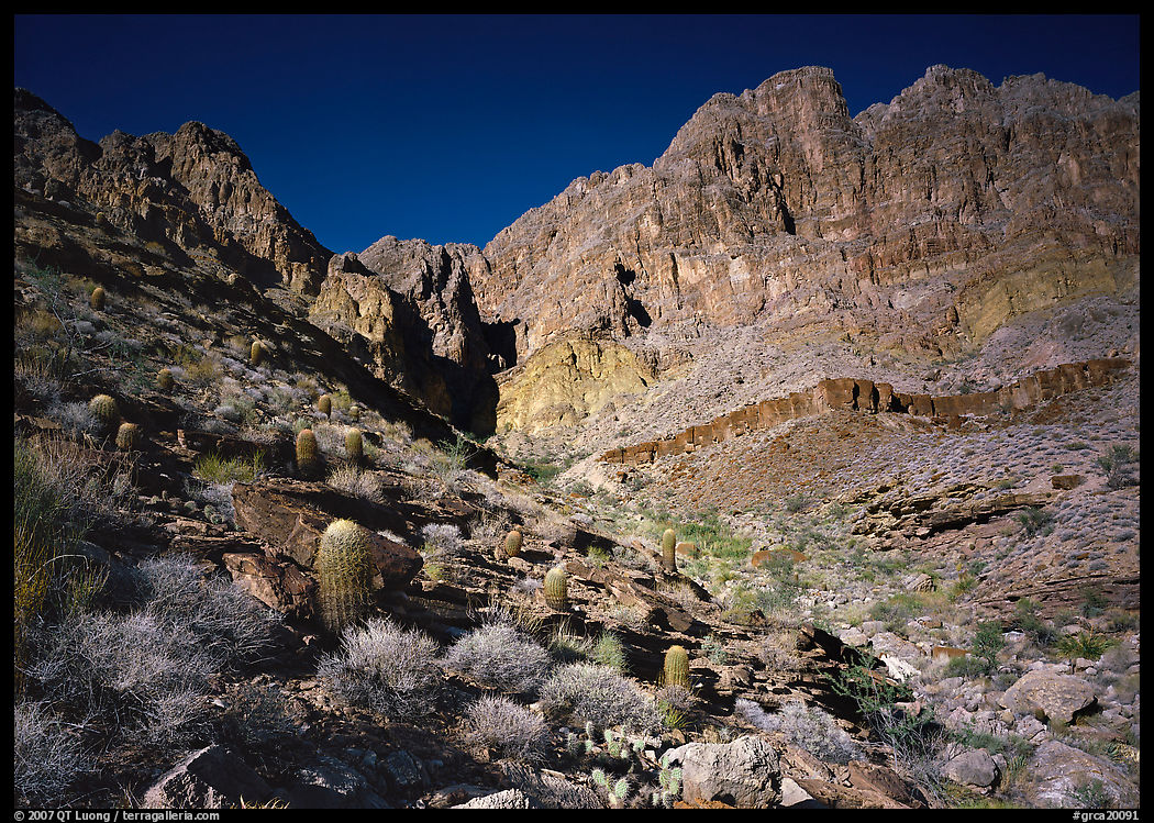 Barrel cactus and Redwall from below. Grand Canyon  National Park, Arizona, USA.