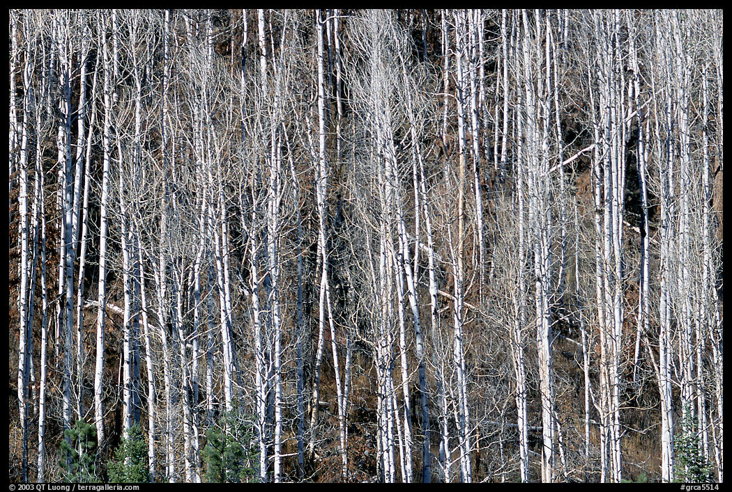 Bare aspen trees on hillside. Grand Canyon  National Park, Arizona, USA.