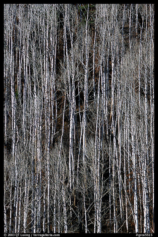 Bare aspen forest on hillside. Grand Canyon  National Park, Arizona, USA.