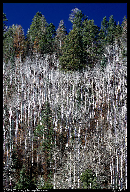Bare aspen trees mixed with conifers on hillside. Grand Canyon  National Park, Arizona, USA.