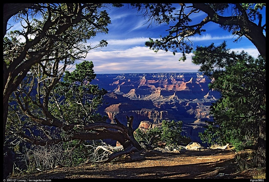 Grand Canyon framed by trees. Grand Canyon  National Park, Arizona, USA.