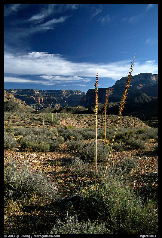 Agave flower skeletons in Surprise Valley, late afternoon. Grand Canyon  National Park, Arizona, USA.
