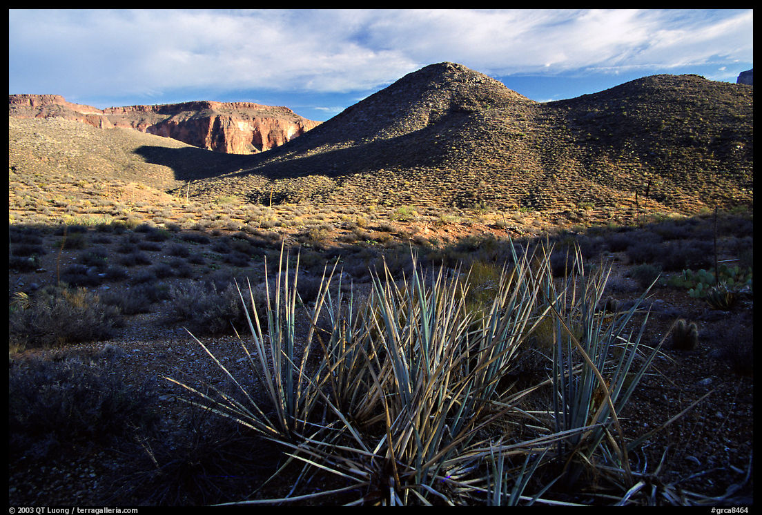 Cacti in Surprise Valley, late afternoon. Grand Canyon  National Park, Arizona, USA.
