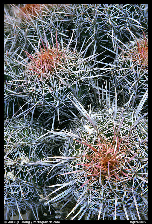 Barrel cacti close-up. Grand Canyon  National Park, Arizona, USA.