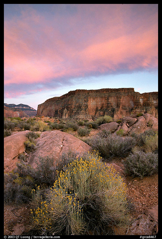 Sage flowers, wall, and cloud, Surprise Valley, sunset. Grand Canyon  National Park, Arizona, USA.