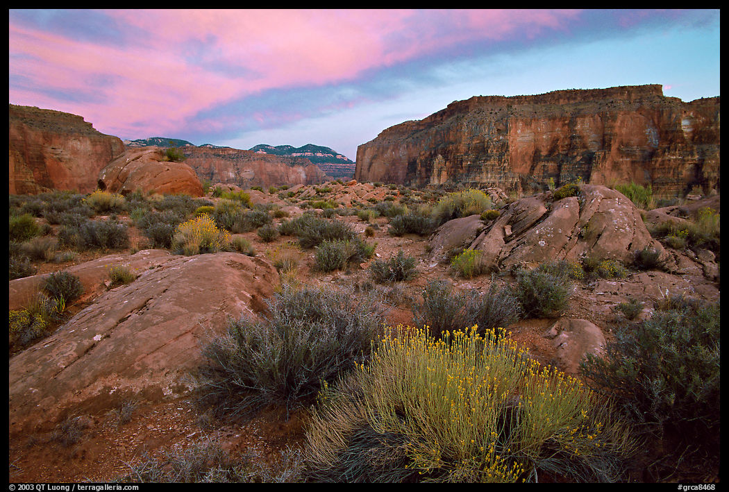 Flowers and wall in Surprise Valley near Tapeats Creek, sunset. Grand Canyon  National Park, Arizona, USA.