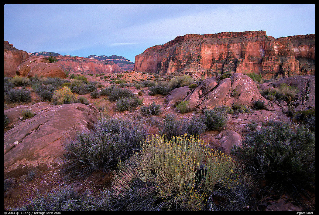 Flowers and mesas in Surprise Valley near Tapeats Creek, dusk. Grand Canyon  National Park, Arizona, USA.