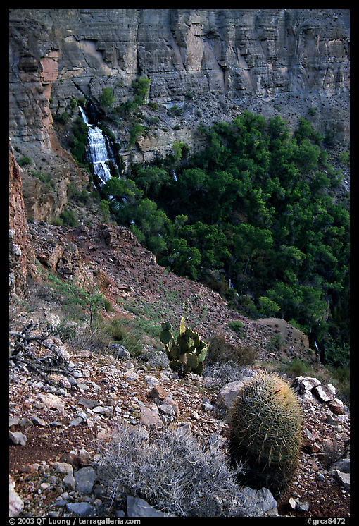 Barrel cactus and Thunder Spring, early morning. Grand Canyon  National Park, Arizona, USA.