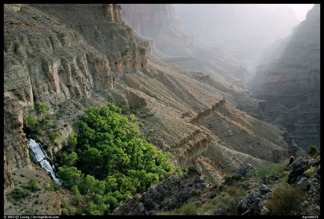 Oasis of Thunder Spring in Tapeats Creek, morning. Grand Canyon  National Park, Arizona, USA.