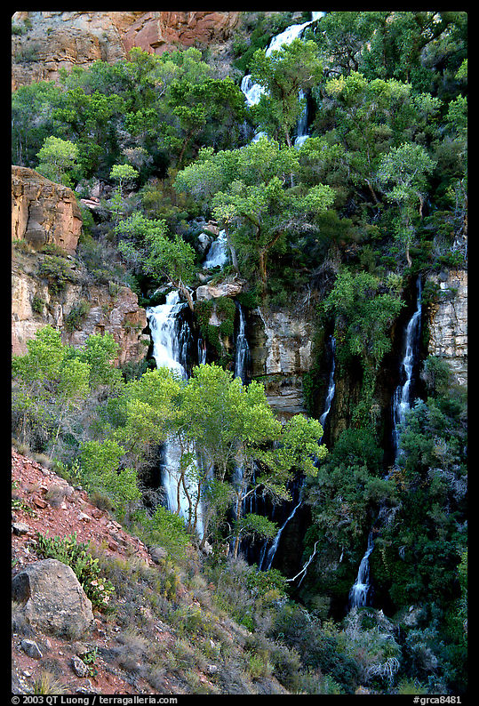 Trees and Thunder River lower waterfall. Grand Canyon  National Park, Arizona, USA.