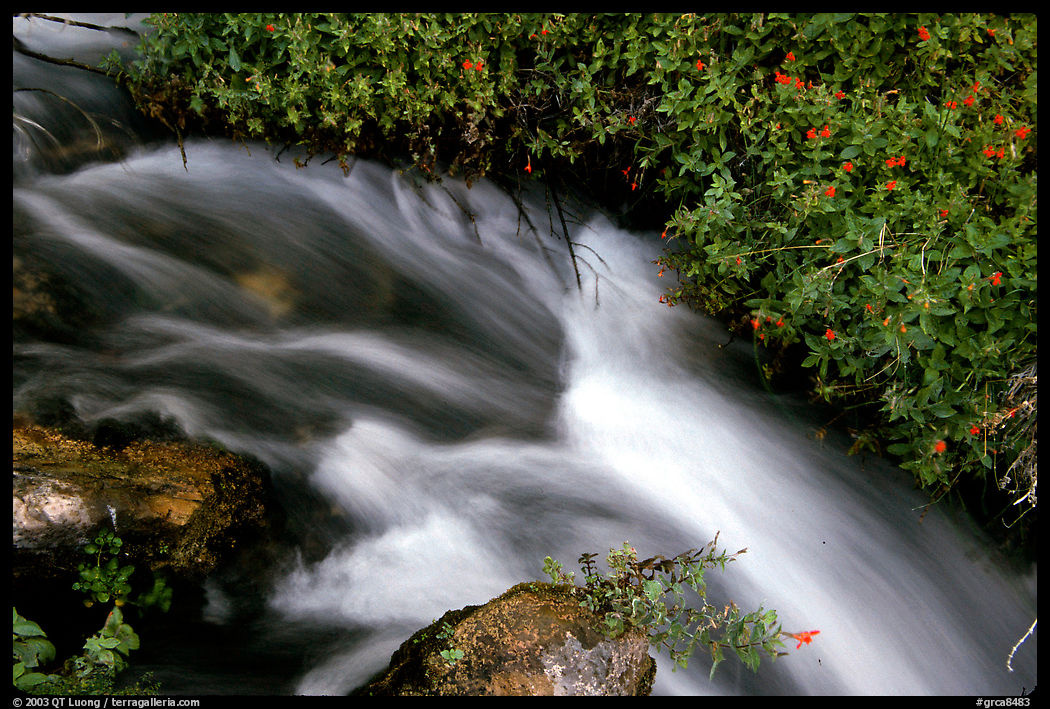 Thunder River stream with red flowers. Grand Canyon  National Park, Arizona, USA.