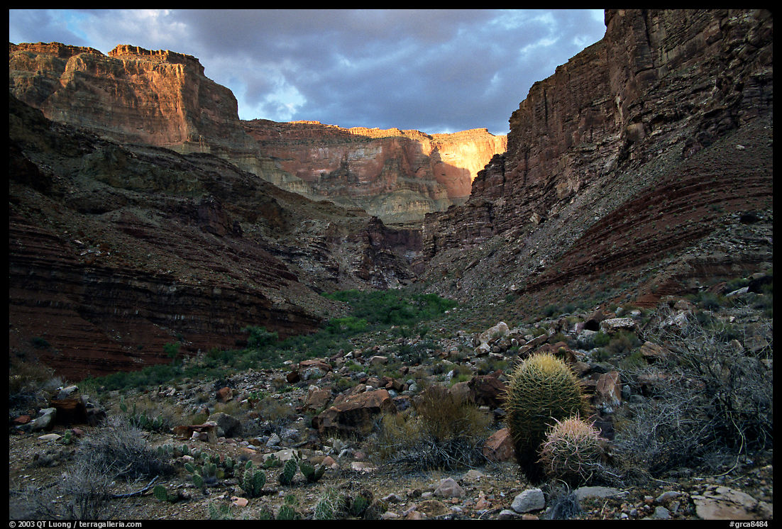 Cactus and canyon walls, Tapeats Creek. Grand Canyon  National Park, Arizona, USA.