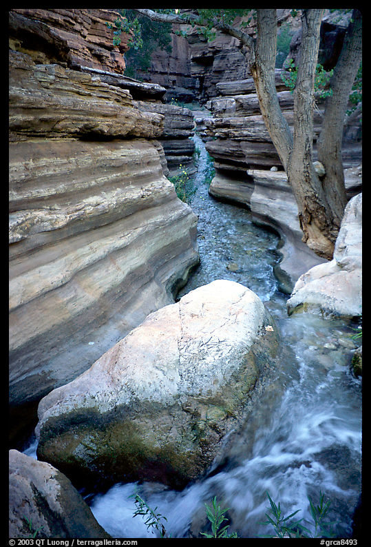 Deer Creek flows into a narrow canyon. Grand Canyon  National Park, Arizona, USA.
