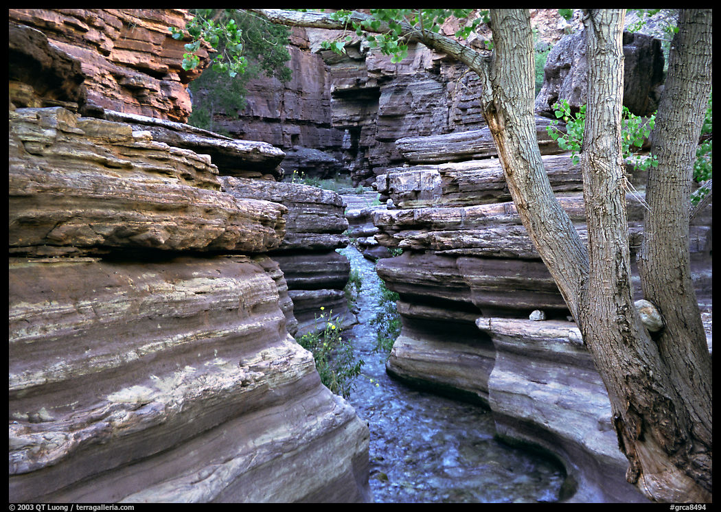 Tree and narrow canyon. Grand Canyon  National Park, Arizona, USA.