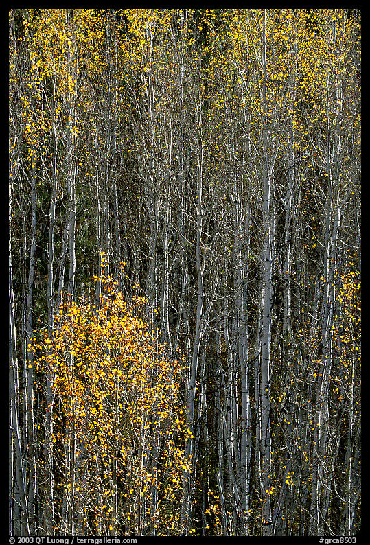 Tall aspens in autumn. Grand Canyon  National Park, Arizona, USA.