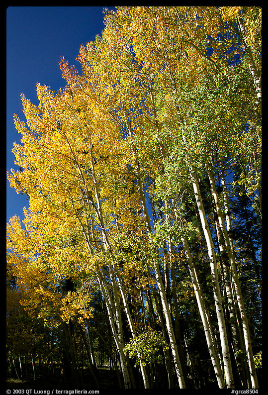 Aspens in autumn. Grand Canyon  National Park, Arizona, USA.
