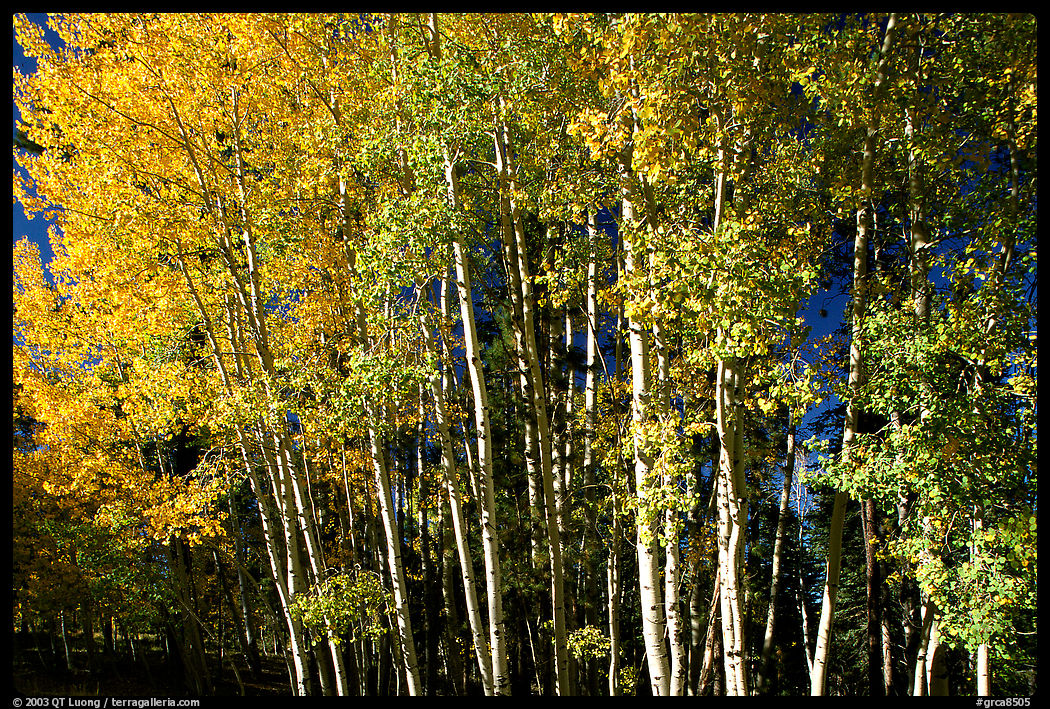 Aspens in  fall. Grand Canyon  National Park, Arizona, USA.