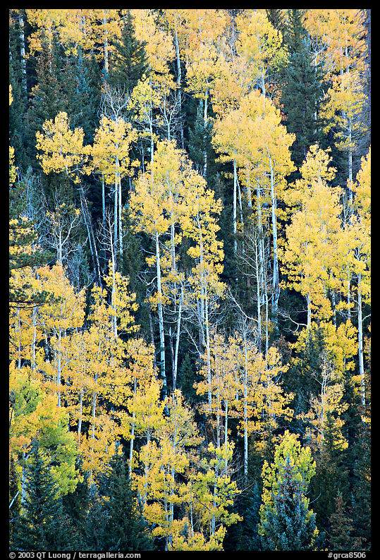 Aspens and evergeens on hillside, North Rim. Grand Canyon  National Park