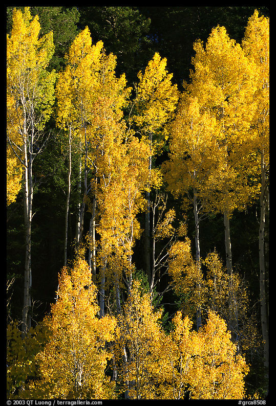 Backlit Aspens with fall foliage on hillside, North Rim. Grand Canyon  National Park, Arizona, USA.