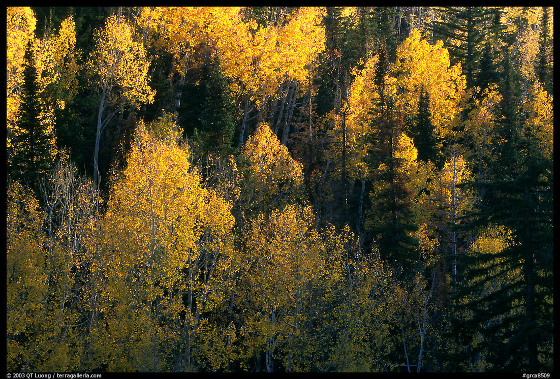 Backlit Aspen forest in autumn foliage on hillside, North Rim. Grand Canyon  National Park, Arizona, USA.