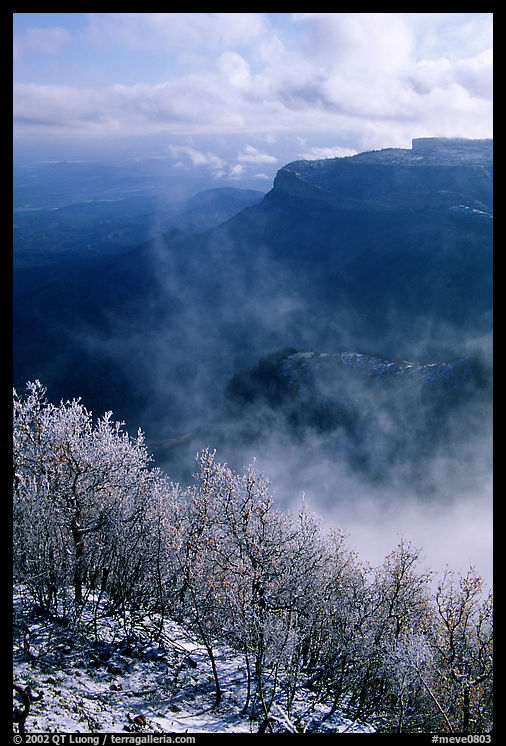 Snowy trees, cliffs, and clearing storm, Park Point, morning. Mesa Verde National Park, Colorado, USA.