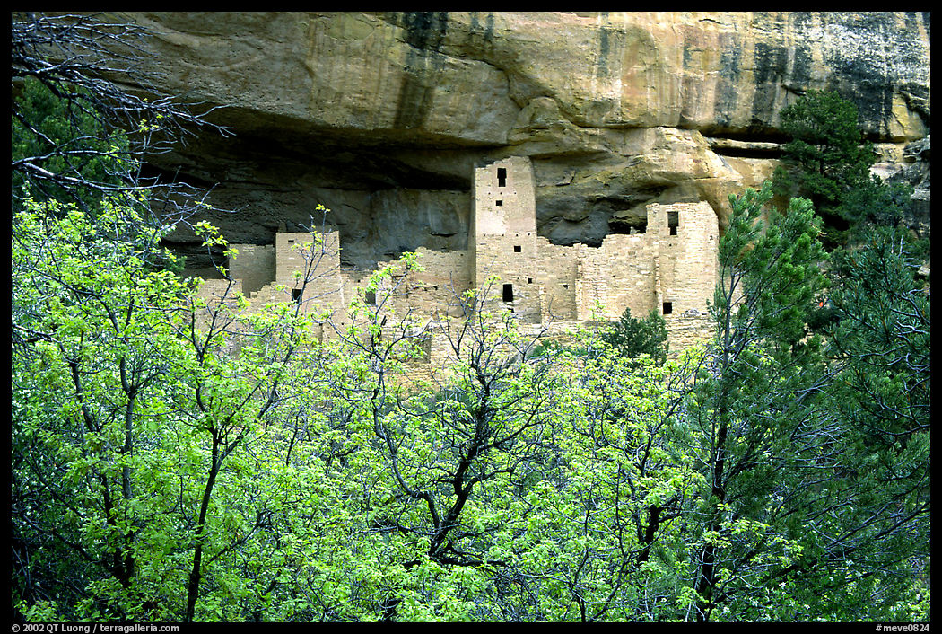 Trees and Cliff Palace, morning. Mesa Verde National Park, Colorado, USA.