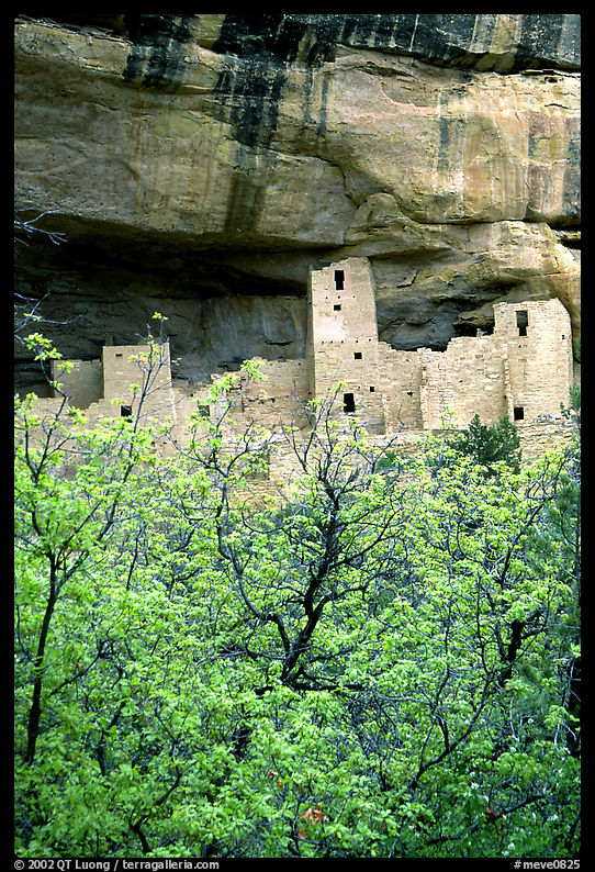 Trees and Cliff Palace, morning. Mesa Verde National Park
