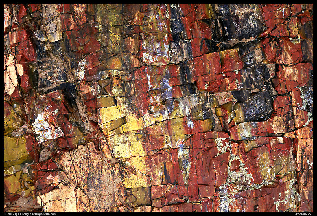 Triassic Era Colorful petrified wood close-up. Petrified Forest National Park, Arizona, USA.
