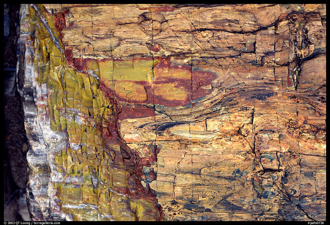 Colorful fossilized log close-up. Petrified Forest National Park, Arizona, USA.