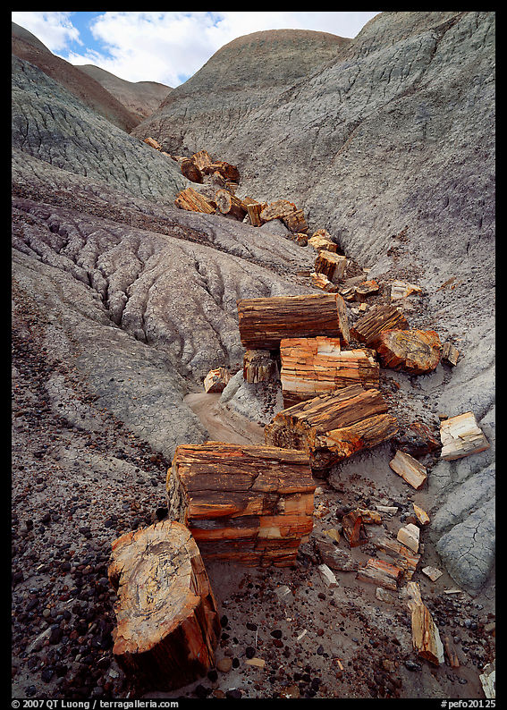 Triassic Era petrified logs and Blue Mesa. Petrified Forest National Park, Arizona, USA.
