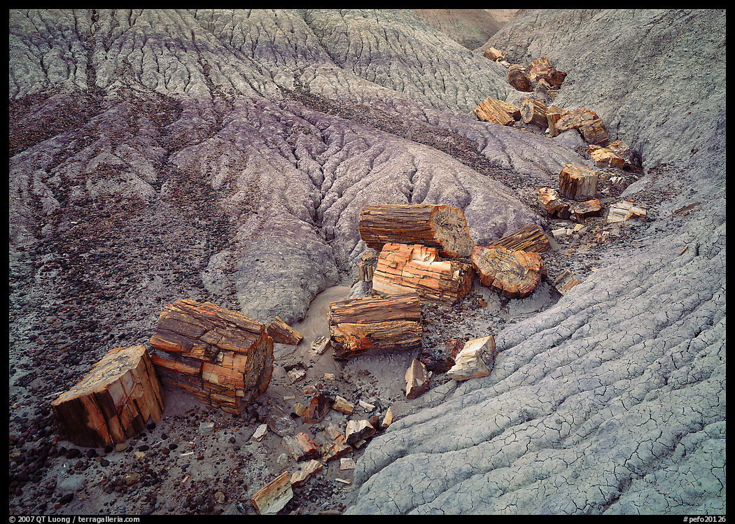 Petrified logs in Blue Mesa. Petrified Forest National Park, Arizona, USA.