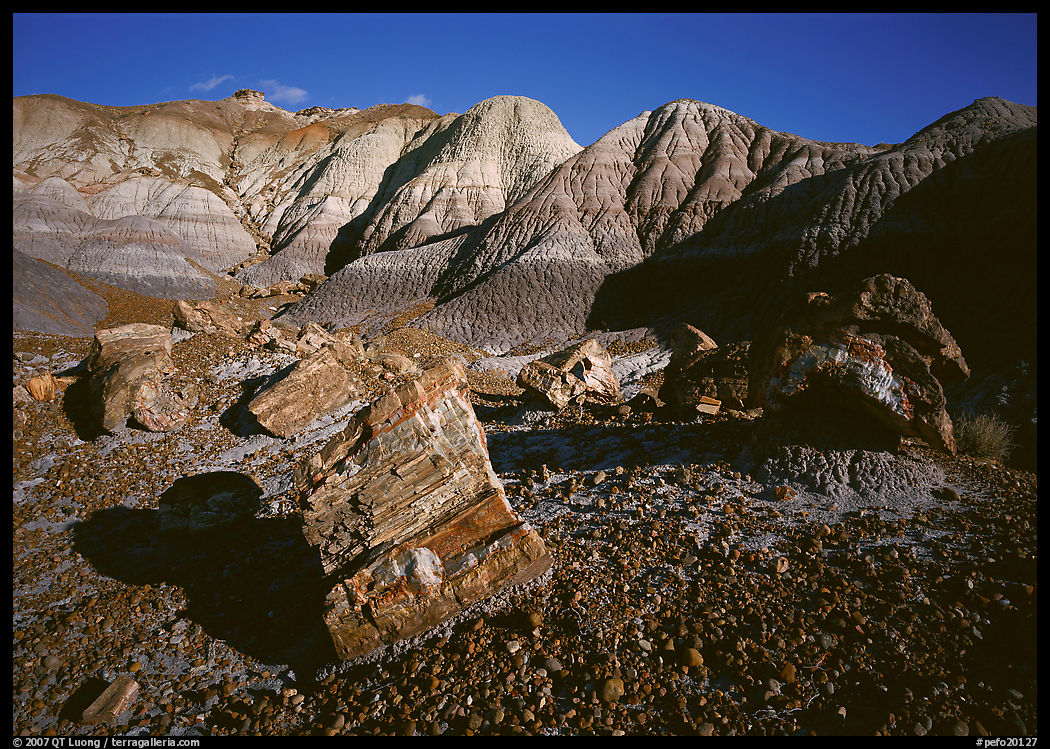 Petrified log section in Blue Mesa, afternoon. Petrified Forest National Park, Arizona, USA.